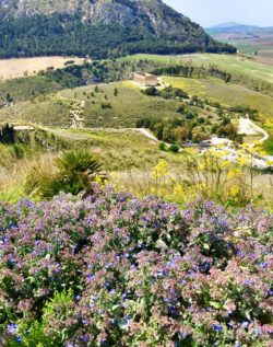 segesta and flowers