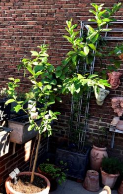 sacred lime tree in summer