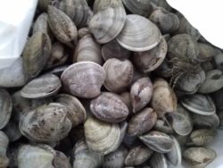 clams in Bologna market