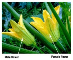 male & female zucchini blossoms