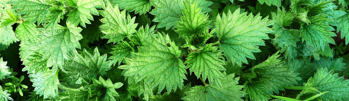 Stinging nettle image by Harry Green for The Wildlife Trust