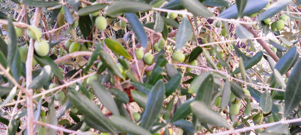 Olives from Poggio Capiano in Lucca