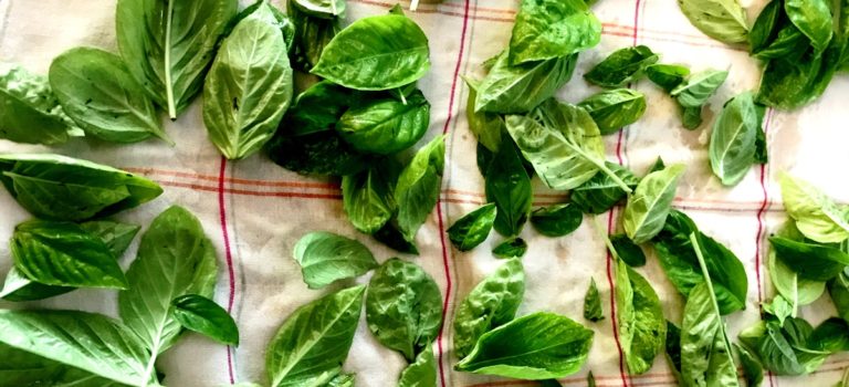 drying fresh basil leaves