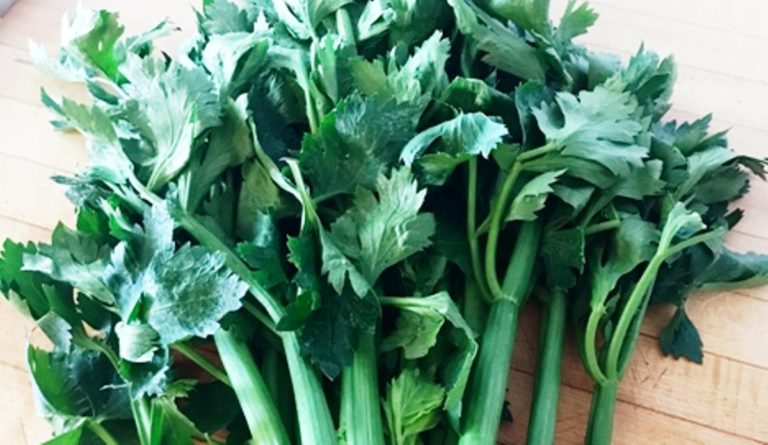 fresh celery from Twin Springs Farm