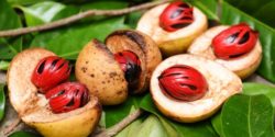 omex.com image of nutmeg and mace insice fruit