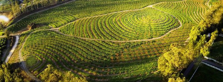 Drone view of Biggest Little Farm in Bon Appetit