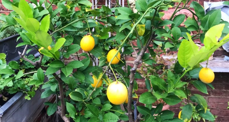 Lemon tree on Kitchen Detail deck