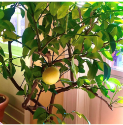 last lemon from my lemon tree
