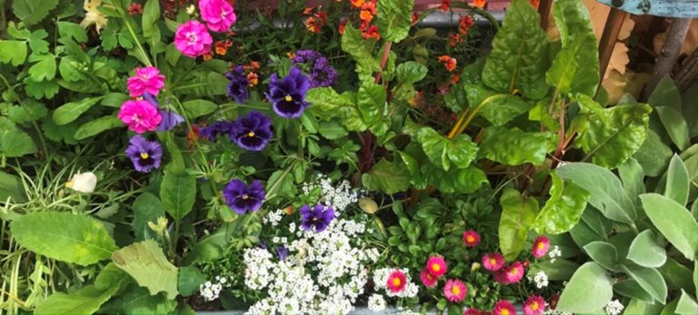 Horse trough garden