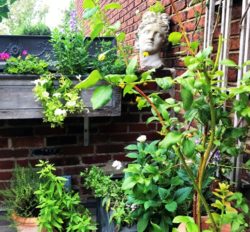 deck garden with plants from Middleway Farm