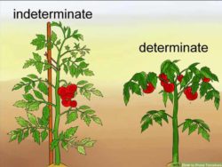 praphic showing the difference between determinate and indeterminate growth