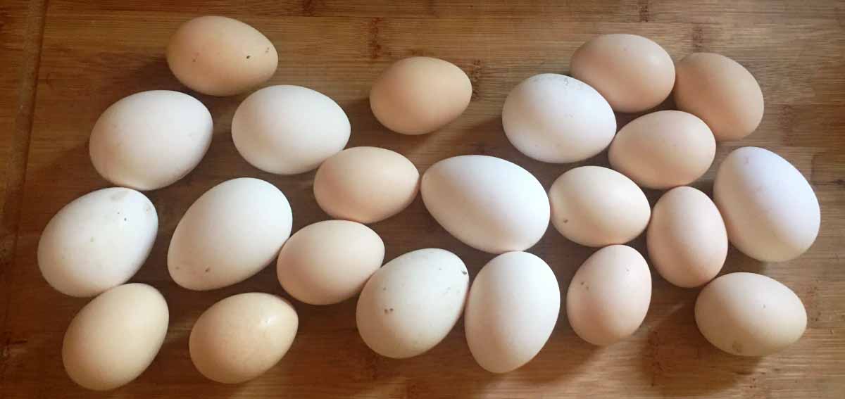 Eggs from Whittenberger chickens