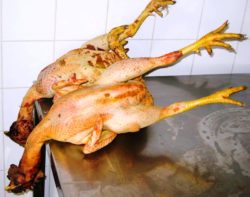 Serious Eats Daniel Gritzer rooster prep for coq au vin