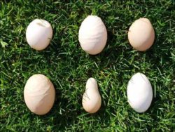Pinterest image of egg laying issues