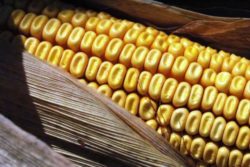Dent corn from Maries Heirloom Seeds website