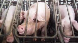 Pig Gestation crates in an industrial farm from Wikipedia