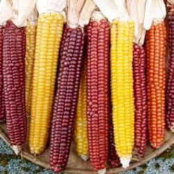 flint corn image from Adaptive Seeds website