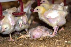 overweight chicks at factory farm from Humane Society