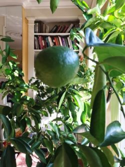 Lime tree in the happy room