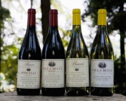 Villa Bucci White Wine selection