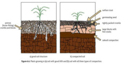 good_vs_bad_soil-structure from Master Gardeners of Northern Virginia