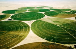 Saudi wheat fields from American Bedu websit