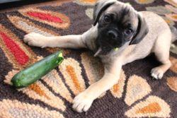Pinterest image of dog with zucchino