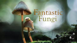 Trailer poster of Fantastic Fungi Film directed by Louie Schwartsberg