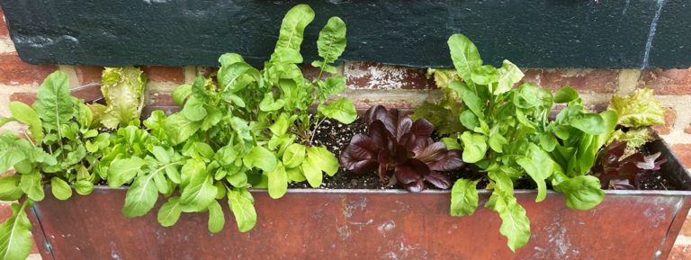 KD Salad Window Box
