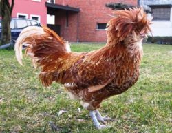 Padovana chicken from agricultural guide website