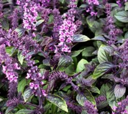 . African Basil from Annies Annuals website