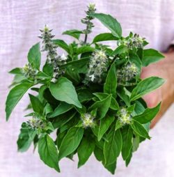 Chinese Sweet Basil image from Florida Curated Seeds website