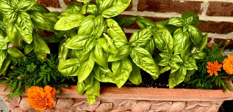 Basil in planter Big Shot