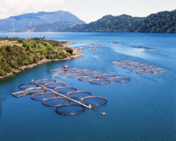 Chilean salmon farm from Portal University of Texas website
