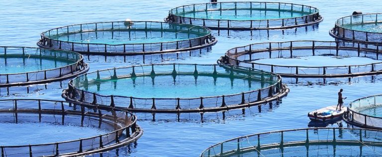 Open net fish farm big shot
