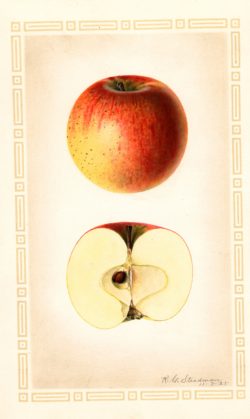 Rambo Apple Royal Charles Stewart Watercolor72
