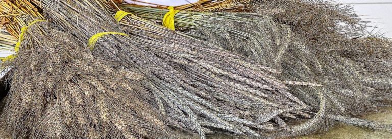 Grapewood Farm grains cropped for banner