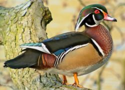 Wood Duck image from Wikipedia