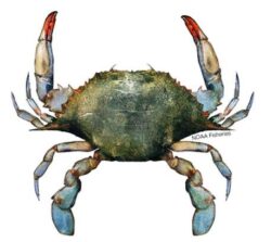 NNOAA Fisheries website image of blue crab