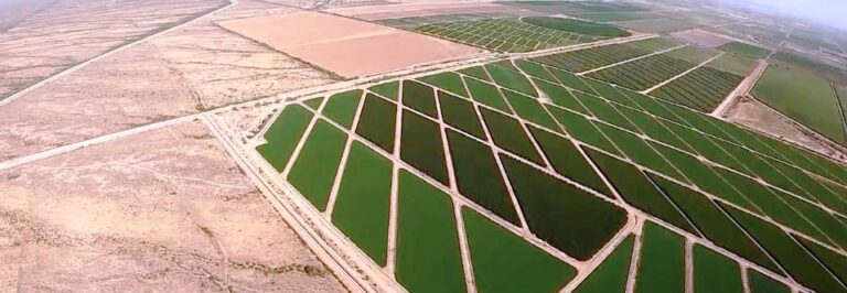 Lighthawk.org aerial view of Fondomonte alfalfa fields