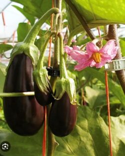eggplant image from Twing Springs Fruit Farm website