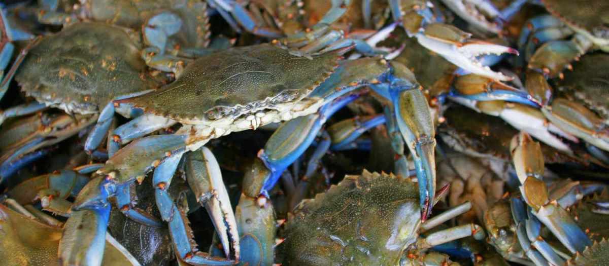 Blue Crab image from Southern Living website