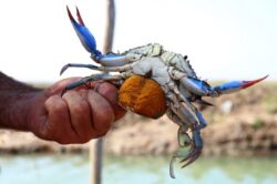 Reuters website image of female blue crab with eggs