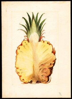 James Marion Shull painting of pineapple variety for USDA Pomological Collection