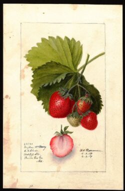 Deborah Griscom Passmore painting of strawberry plant for USDA Pomological Collection