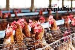 caged hen egg production in US from new18 website