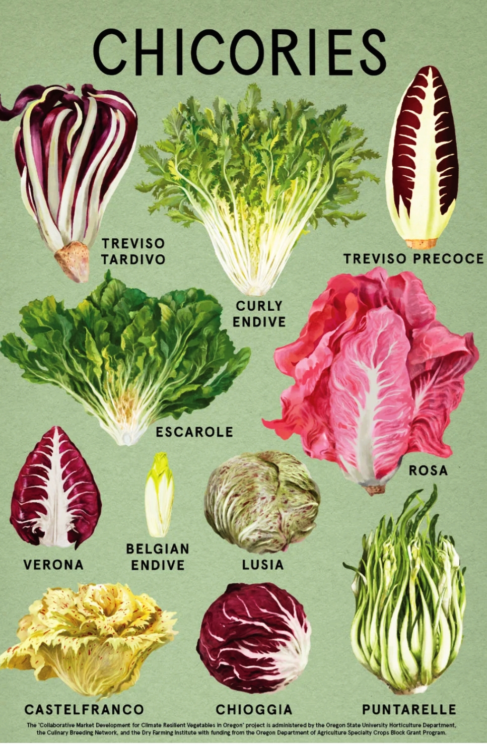 Chicory Salad Leaves Chicory Salad Leaves