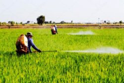 farm worker spraying pesticide Pinterest