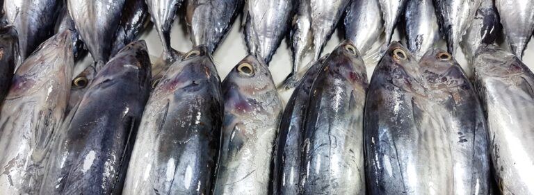 Wikipedia credit for tuna image