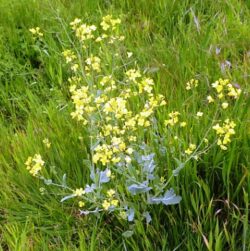 Wild Rape plant from Nature website in uk